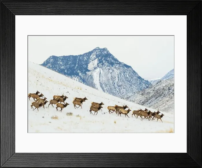 Framed Print : Herd of elk migrating to lower country in Montana