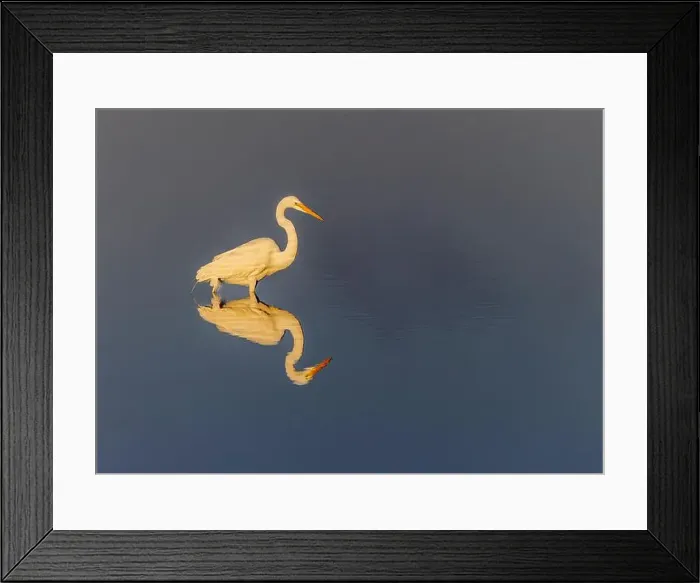Framed Print : Great egret reflection on still water while fishing, Merritt Island National Wildlife Refuge, Florida Framed Print : Great egret reflection on still water while fishing, Merritt Island National Wildlife Refuge, Florida