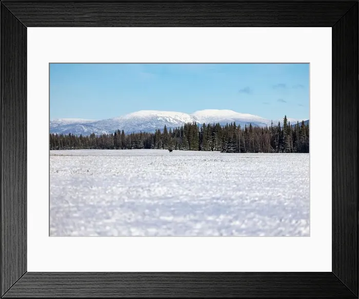 Framed Print : Moose standing in a snowy field in front of pine trees Framed Print : Moose standing in a snowy field in front of pine trees