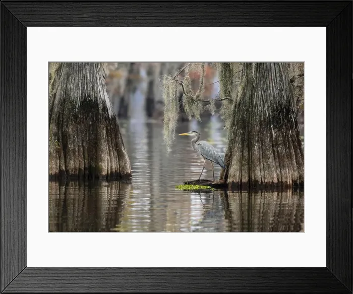 Framed Print : Great blue heron among bald cypress trees, Caddo Lake, Texas Framed Print : Great blue heron among bald cypress trees, Caddo Lake, Texas