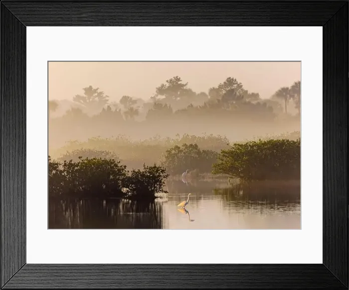 Framed Print : Great egret reflection on still water while fishing, Merritt Island National Wildlife Refuge, Florida Framed Print : Great egret reflection on still water while fishing, Merritt Island National Wildlife Refuge, Florida