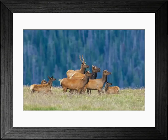Framed Print : Nearby coyote captures the attention of this herd of elk Framed Print : Nearby coyote captures the attention of this herd of elk