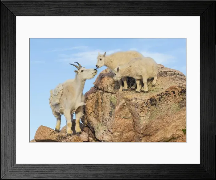 Framed Print : Mountain goat nanny greets her playful kids in the alpine country of Colorado Framed Print : Mountain goat nanny greets her playful kids in the alpine country of Colorado