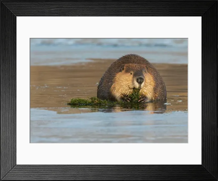 Framed Print : American beaver foraging in open water in the frozen river