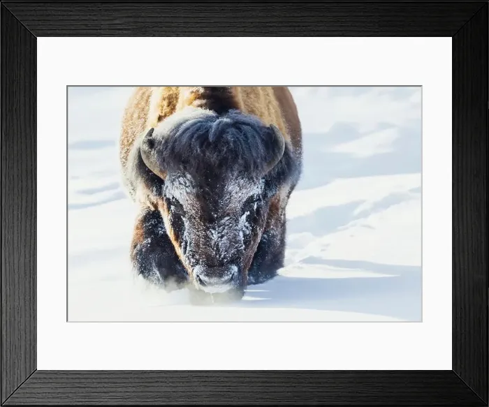 Framed Print : Bull bison wading through the deep snow of Yellowstone Framed Print : Bull bison wading through the deep snow of Yellowstone