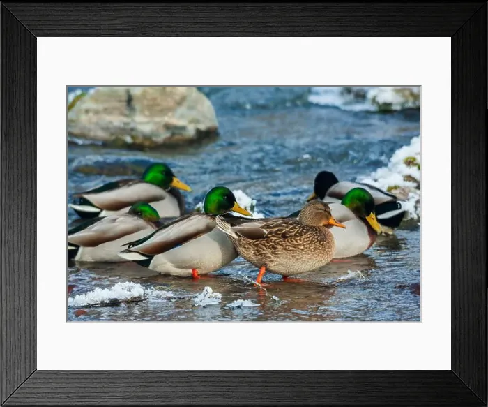 Framed Print : Mallard ducks take refuge on flowing stream away from their frozen wetland in Montana Framed Print : Mallard ducks take refuge on flowing stream away from their frozen wetland in Montana