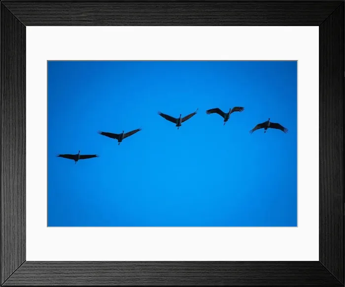 Framed Print : Group of five sandhill cranes flying at Bosque del Apache Framed Print : Group of five sandhill cranes flying at Bosque del Apache