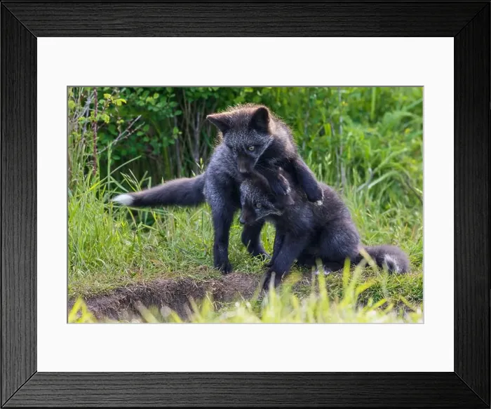 Framed Print : Black phase red fox kits playing near den entrance, Washington State, USA Framed Print : Black phase red fox kits playing near den entrance, Washington State, USA