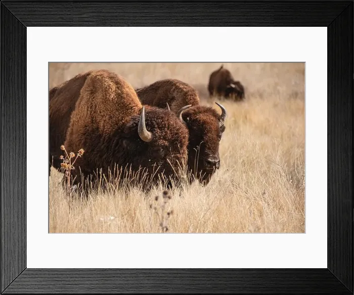 Framed Print : Bison at Rocky Mountain Arsenal in Colorado Framed Print : Bison at Rocky Mountain Arsenal in Colorado