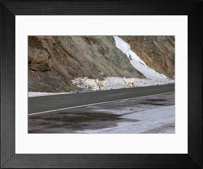 Framed Print : Dall sheep running off the Richardson Highway on a sunny spring day in Alaska