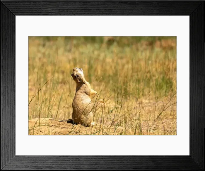 Framed Print : USA, Colorado, Arapaho National Wildlife Refuge Framed Print : USA, Colorado, Arapaho National Wildlife Refuge