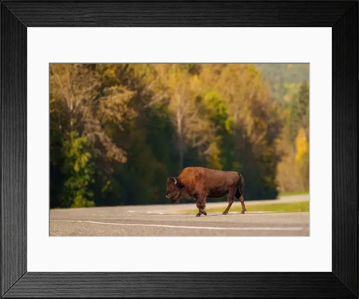 Framed Print : Wood Bison Crossing a Rural Road in an Autumn Landscape Framed Print : Wood Bison Crossing a Rural Road in an Autumn Landscape