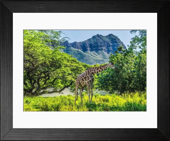 Framed Print : Colorful reticulated giraffe, Diamond Head, Waikiki, Oahu, Hawaii Framed Print : Colorful reticulated giraffe, Diamond Head, Waikiki, Oahu, Hawaii