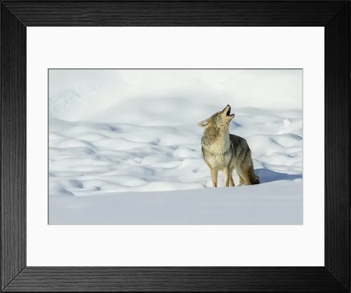 Framed Print : Coyote yelping in the wintery landscape Framed Print : Coyote yelping in the wintery landscape