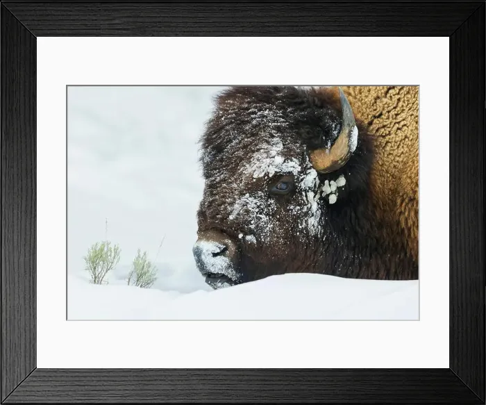 Framed Print : Bison foraging in the deep winter snow of the Rocky Mountains Framed Print : Bison foraging in the deep winter snow of the Rocky Mountains