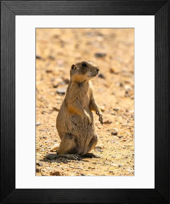 Framed Print : USA, Colorado, Arapaho National Wildlife Refuge Framed Print : USA, Colorado, Arapaho National Wildlife Refuge
