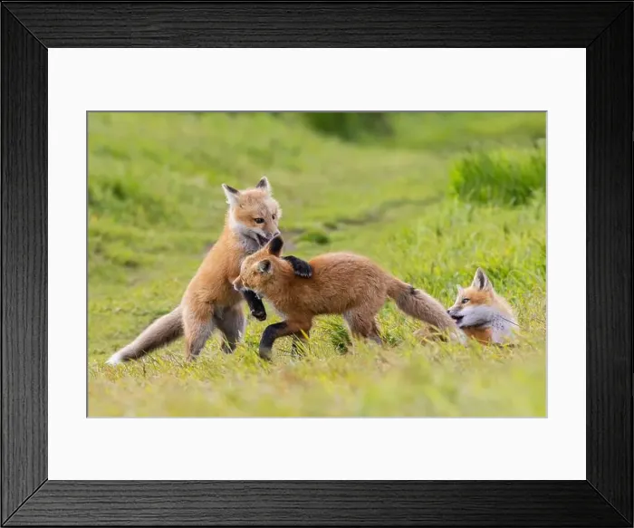 Framed Print : Playful red fox Youngsters, Washington State Framed Print : Playful red fox Youngsters, Washington State