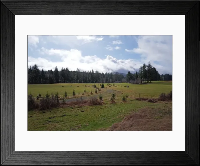 Framed Print : Sites around the Lake Quinault area in Olympic National Park Framed Print : Sites around the Lake Quinault area in Olympic National Park