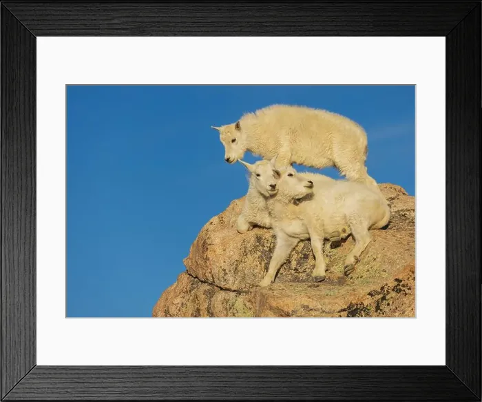 Framed Print : Mountain goat kids playing in the alpine country of Colorado Framed Print : Mountain goat kids playing in the alpine country of Colorado