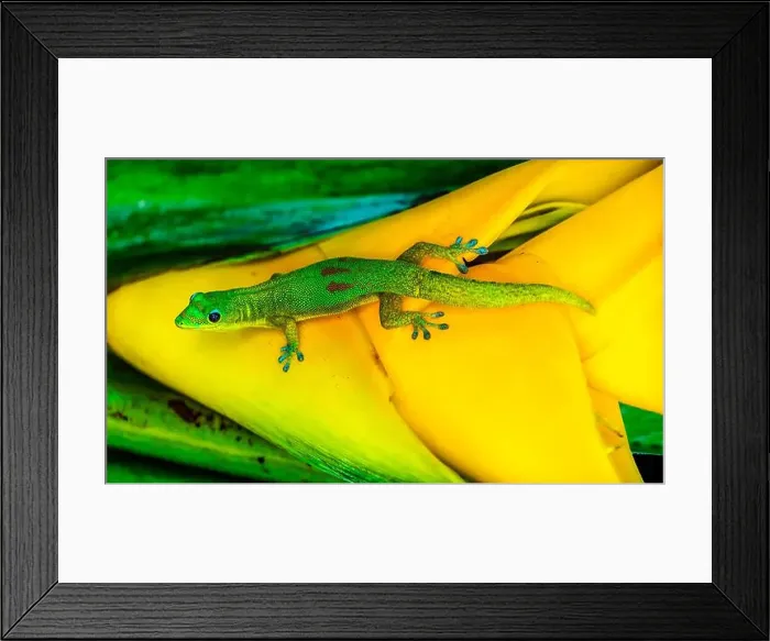 Framed Print : Gold dust day gecko Hawaii. Gecko native to Madagascar Introduced into Hawaii