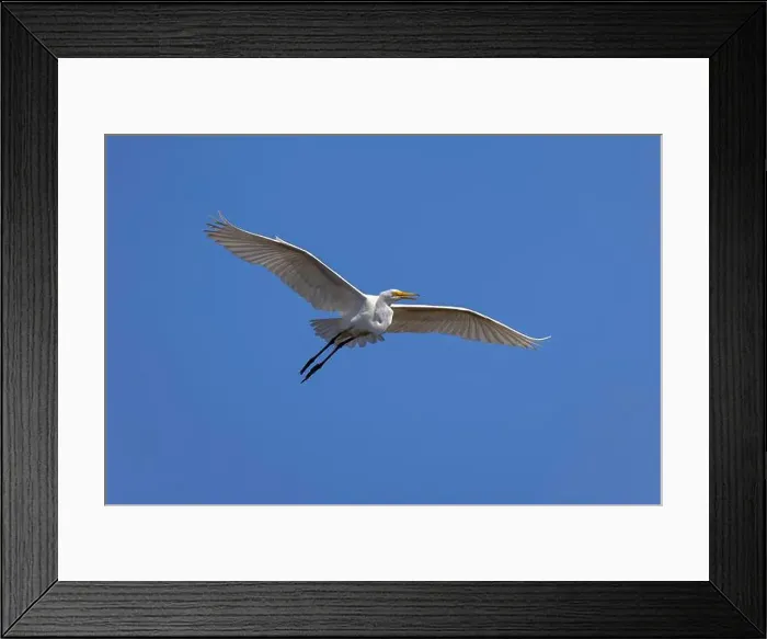 Framed Print : Great egret in flight, Merritt Island National Wildlife Refuge, Florida
