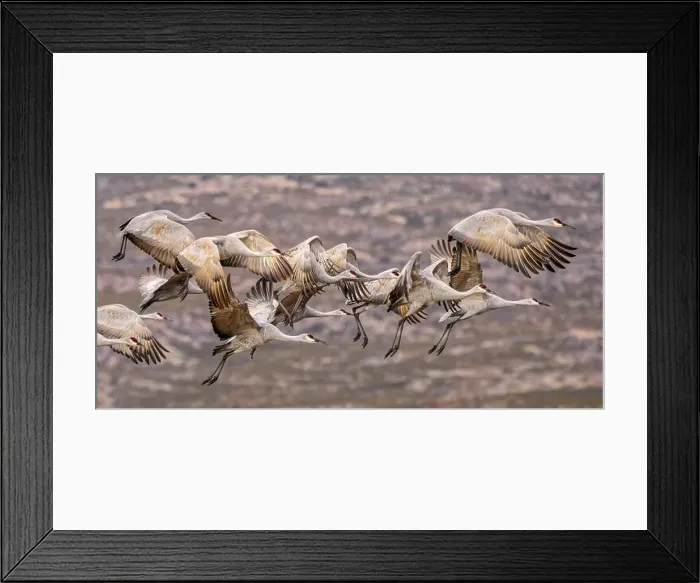 Framed Print : Sandhill cranes in flight formation. Bosque del Apache National Wildlife Refuge, New Mexico Framed Print : Sandhill cranes in flight formation. Bosque del Apache National Wildlife Refuge, New Mexico