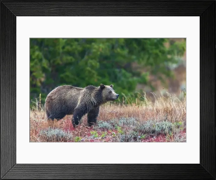 Framed Print : Grizzly bear scans surroundings during an autumn rain shower in Wyoming Framed Print : Grizzly bear scans surroundings during an autumn rain shower in Wyoming