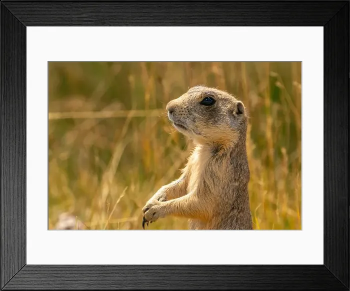 Framed Print : USA, Colorado, Arapaho National Wildlife Refuge Framed Print : USA, Colorado, Arapaho National Wildlife Refuge