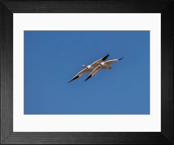 Framed Print : Snow geese in flight. Bosque del Apache National Wildlife Refuge, New Mexico Framed Print : Snow geese in flight. Bosque del Apache National Wildlife Refuge, New Mexico
