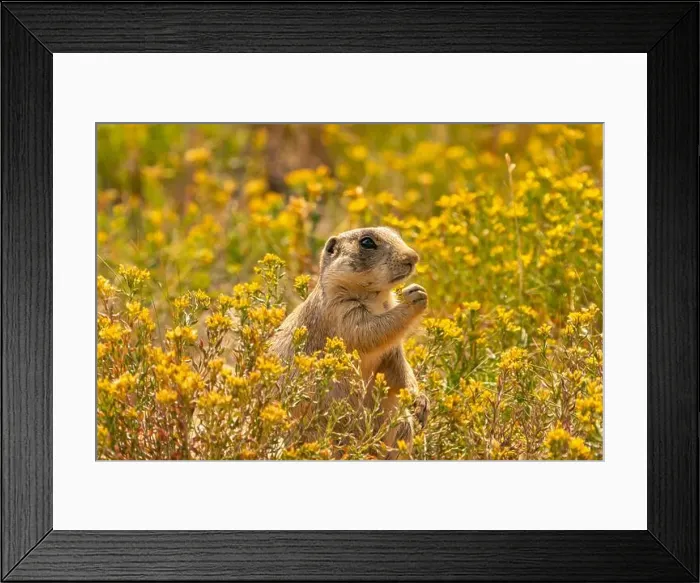 Framed Print : USA, Colorado, Arapaho National Wildlife Refuge Framed Print : USA, Colorado, Arapaho National Wildlife Refuge