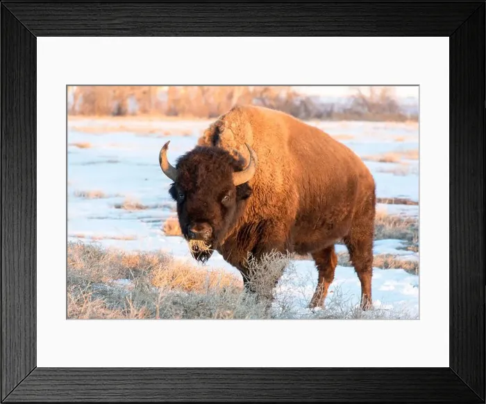 Framed Print : USA, Colorado, Denver. Bison grazing edge of auto tour road Rocky Mountain Arsenal National Wildlife Refuge Framed Print : USA, Colorado, Denver. Bison grazing edge of auto tour road Rocky Mountain Arsenal National Wildlife Refuge