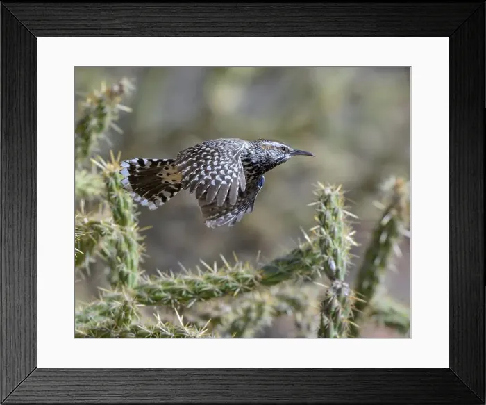 Framed Print : Cactus wren (Campylorhynchus brunneicapillus) flying over cholla cactus, Red Rock Canyon, Nevada, USA Framed Print : Cactus wren (Campylorhynchus brunneicapillus) flying over cholla cactus, Red Rock Canyon, Nevada, USA
