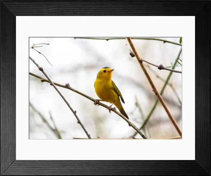Framed Print : Wilson's Warbler (Cardellina pusilla) Framed Print : Wilson's Warbler (Cardellina pusilla)
