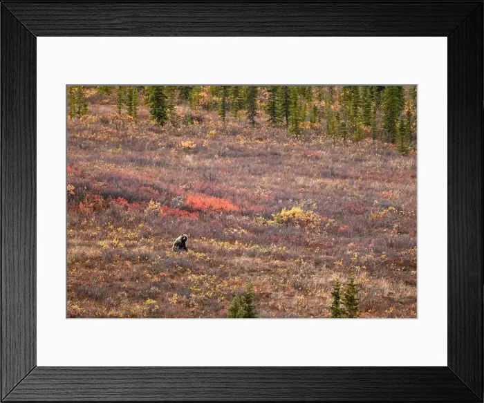 Framed Print : A grizzly bear seen in autumn in the Danali national park, Alaska Framed Print : A grizzly bear seen in autumn in the Danali national park, Alaska