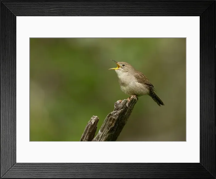 Framed Print : Northern House Wren in oak forest, Sacramento County California Framed Print : Northern House Wren in oak forest, Sacramento County California