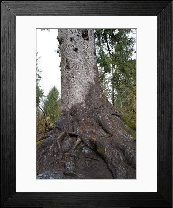 Framed Print : Sites around the Lake Quinault area in Olympic National Park Framed Print : Sites around the Lake Quinault area in Olympic National Park