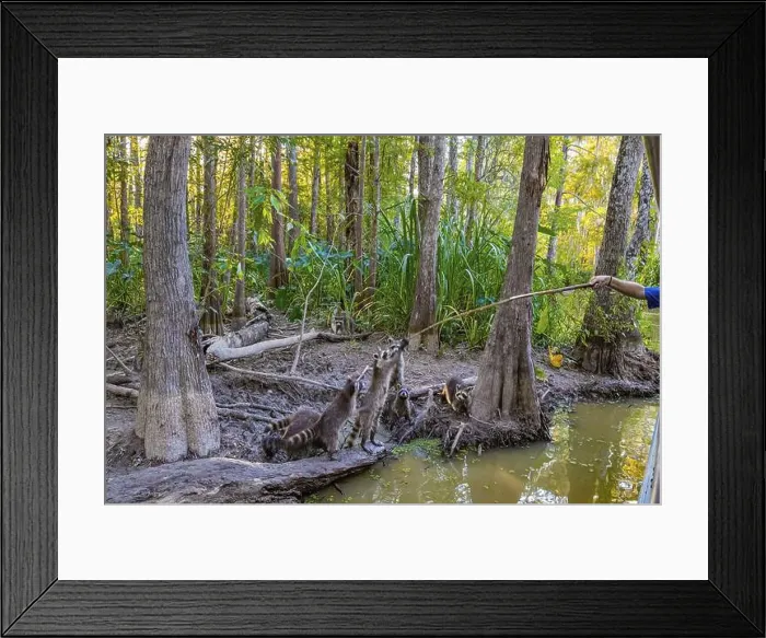 Framed Print : Raccoon family. Boat excursion to the protected areas of the Mississippi Basin Framed Print : Raccoon family. Boat excursion to the protected areas of the Mississippi Basin