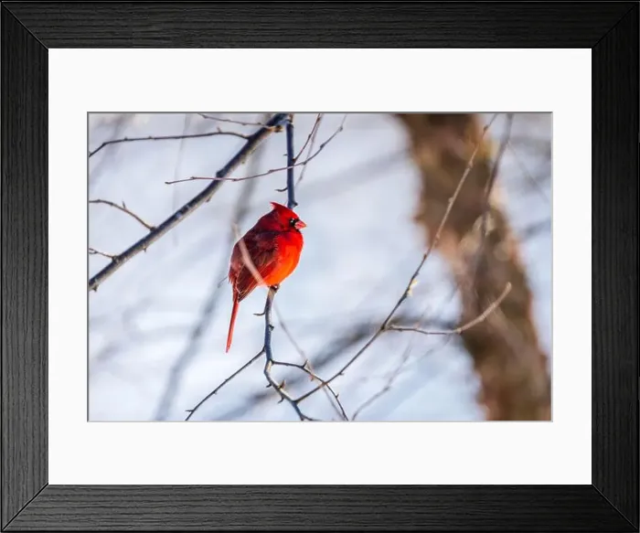 Framed Print : Bright red male northern cardinal sitting on a tree branch Framed Print : Bright red male northern cardinal sitting on a tree branch