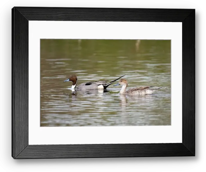 Framed Print : Northern Pintail pair (Anas acuta) Framed Print : Northern Pintail pair (Anas acuta)