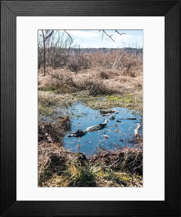 Framed Print : Brazos Bend State Park, Texas, in a beautiful sunny morning Framed Print : Brazos Bend State Park, Texas, in a beautiful sunny morning