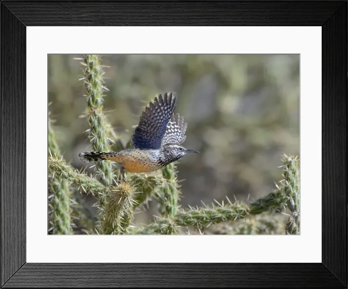 Framed Print : Cactus wren (Campylorhynchus brunneicapillus) taking off from cholla cactus, Red Rock Canyon, Nevada, USA Framed Print : Cactus wren (Campylorhynchus brunneicapillus) taking off from cholla cactus, Red Rock Canyon, Nevada, USA
