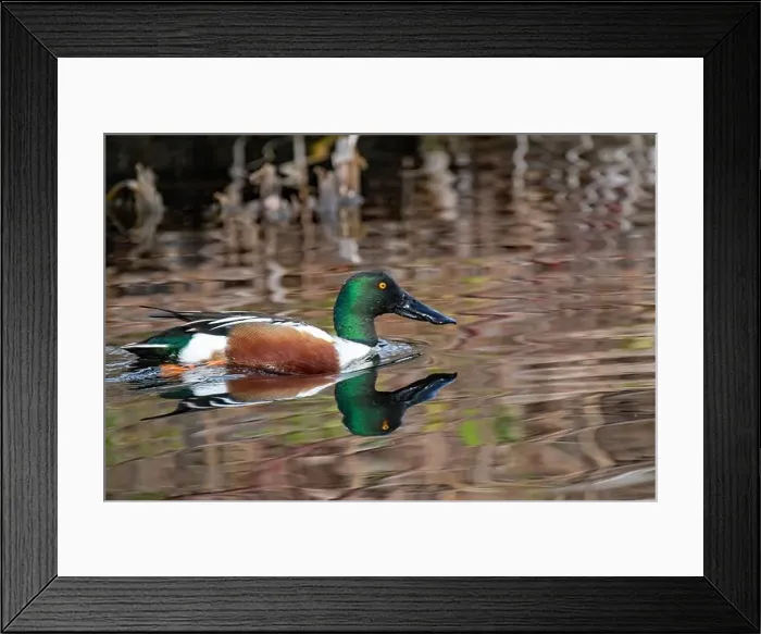 Framed Print : Northern Shoveler (Spatula clypeata) Framed Print : Northern Shoveler (Spatula clypeata)