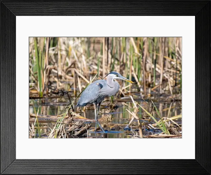 Framed Print : Great Blue Heron (Ardea herodias) Framed Print : Great Blue Heron (Ardea herodias)