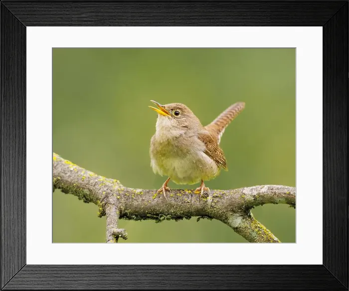 Framed Print : Northern House Wren in oak forest, Sacramento County California Framed Print : Northern House Wren in oak forest, Sacramento County California