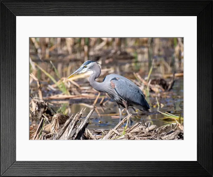 Framed Print : Great Blue Heron (Ardea herodias) Framed Print : Great Blue Heron (Ardea herodias)