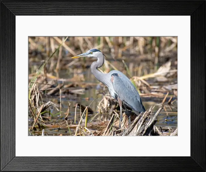 Framed Print : Great Blue Heron (Ardea herodias) Framed Print : Great Blue Heron (Ardea herodias)