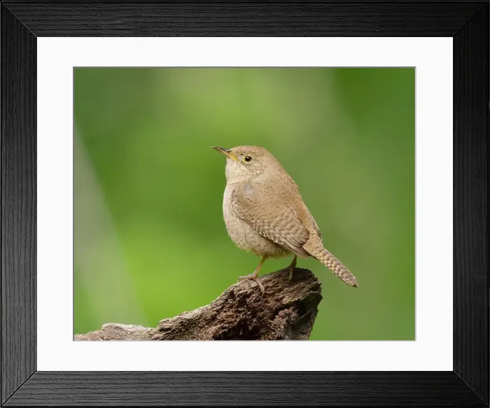 Framed Print : Northern House Wren, Sacramento County California Framed Print : Northern House Wren, Sacramento County California