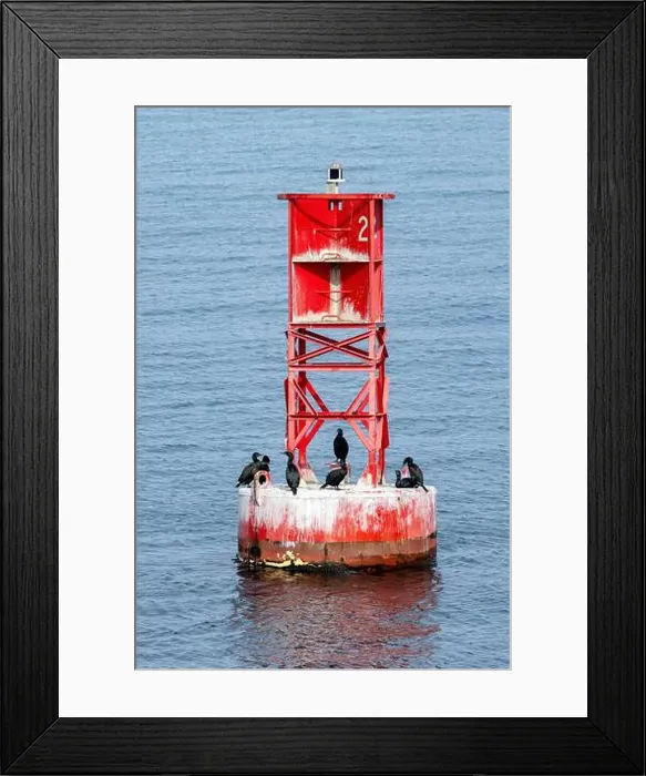 Framed Print : Brandt's cormorants (Urile penicillatus) on buoy - near Port Angeles, Washington, USA Framed Print : Brandt's cormorants (Urile penicillatus) on buoy - near Port Angeles, Washington, USA
