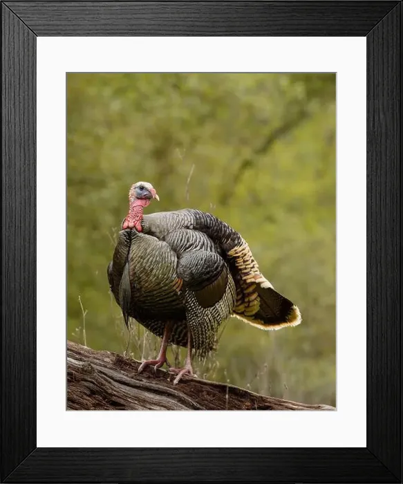 Framed Print : male Wild Turkey (Melagris gallopavo) standing on a log Framed Print : male Wild Turkey (Melagris gallopavo) standing on a log