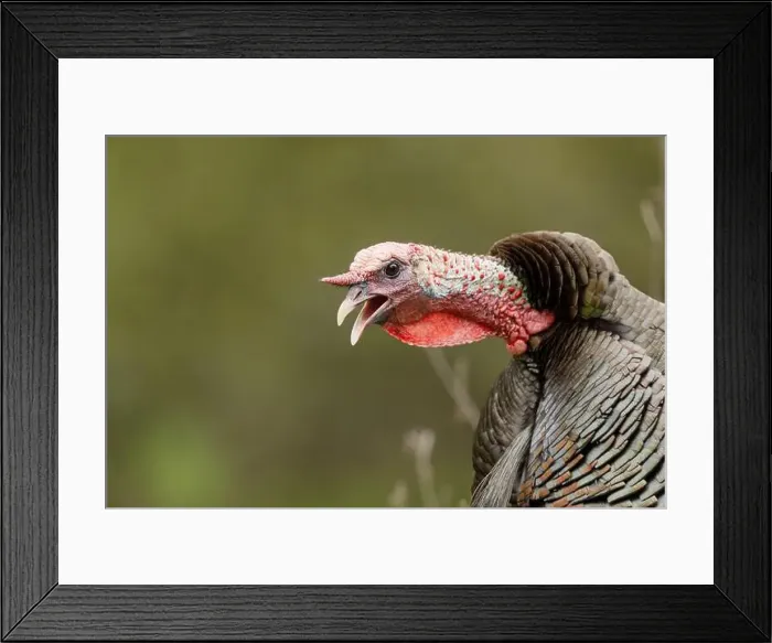 Framed Print : male Wild Turkey (Melagris gallopavo) gobbling